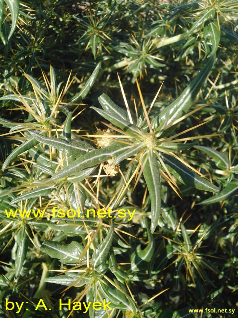 Xanthium spinosum L.